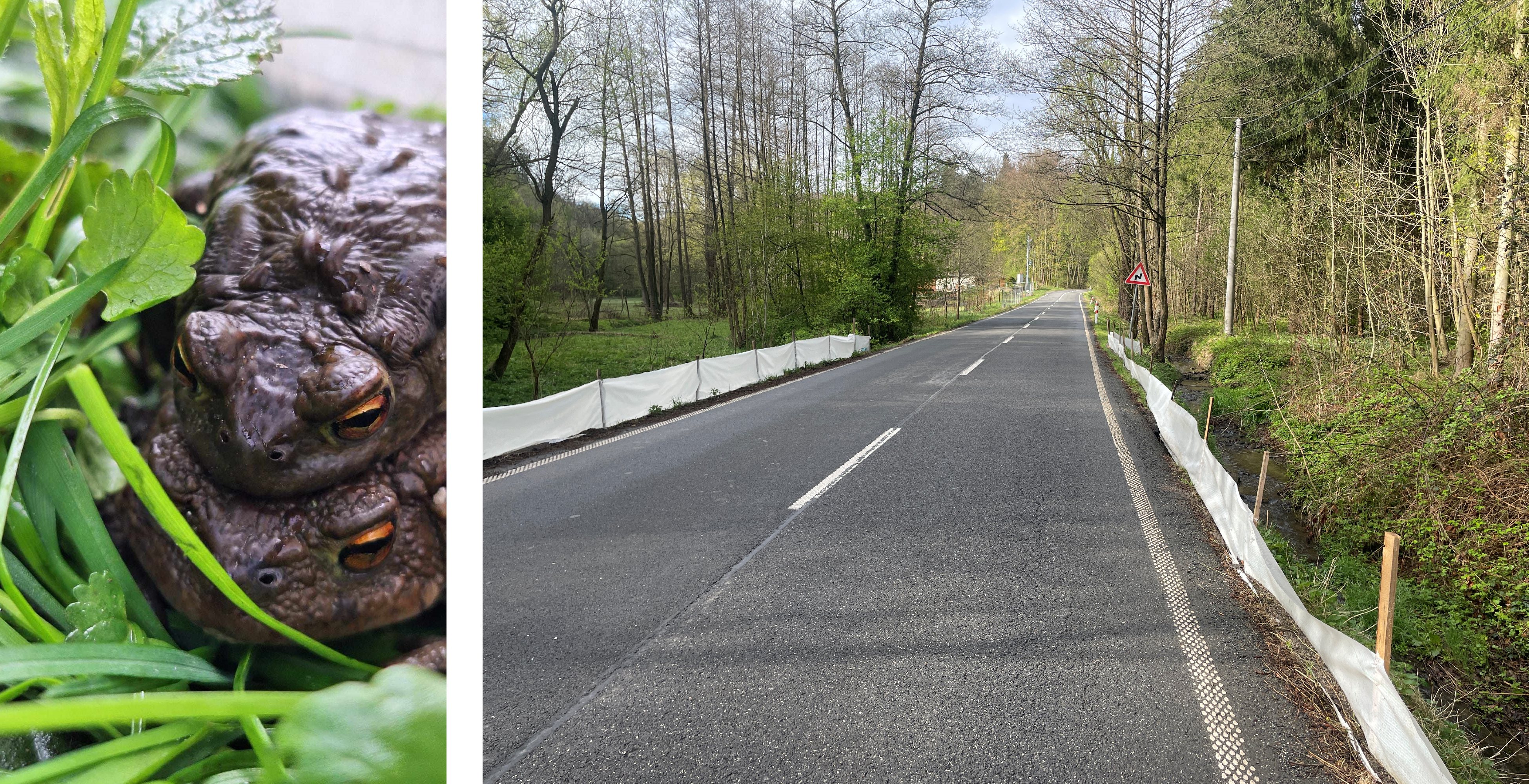 obojzivelnici | Rok 2025 patří obojživelníkům. Jak můžeme pomoci žábám a dalším ohroženým druhům?